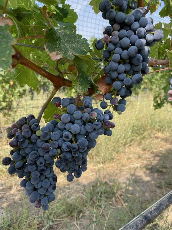 grape-cluster